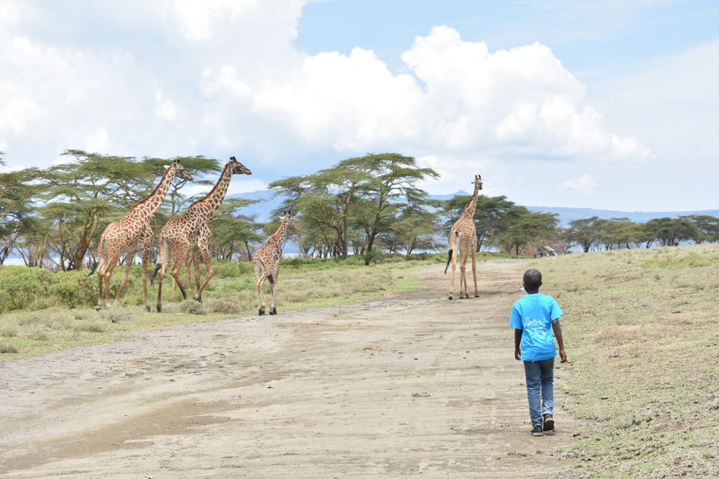 A child walking toward giraffes during an educational nature outing